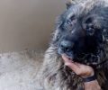 Βρήκε τον σκύλο του τυφλό καμένο στα μάτια από οξύ στην Μεταμόρφωση Αττικής
