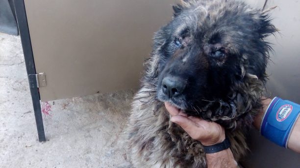 Βρήκε τον σκύλο του τυφλό καμένο στα μάτια από οξύ στην Μεταμόρφωση Αττικής