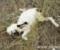 Δηλητηρίασαν 12 γάτες και 2 σκυλιά στους Μύλους Ρεθύμνου