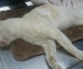 24 γάτες νεκρές από φόλες σε Παγκράτι και Άγιο Αρτέμιο στην Αθήνα μέσα σε μια εβδομάδα