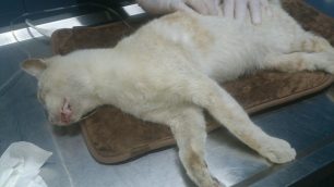 24 γάτες νεκρές από φόλες σε Παγκράτι και Άγιο Αρτέμιο στην Αθήνα μέσα σε μια εβδομάδα