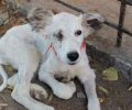 Τα κατάφερε η σκυλίτσα που τυφλώθηκε από το ένα μάτι μετά τον βασανισμό της από 65χρονο στο Παλαιόκαστρο Σερρών