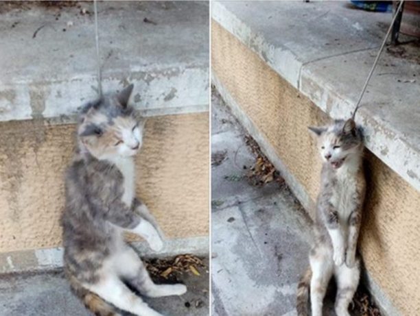 Βρήκε την γάτα που φρόντιζε απαγχονισμένη πάνω στα κάγκελα μπαλκονιού στα Άνω Πατήσια της Αθήνας
