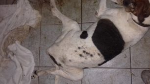 Περισσός: Κακοποιούσε συστηματικά τον σκύλο της, τον άφηνε να αργοπεθαίνει χωρίς τροφή, νερό και με σπασμένη λεκάνη