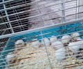Βρήκαν στο Γαλάτσι πεταμένα στα σκουπίδια μέσα σε κλουβί ζωντανά 11 κατοικίδια ποντίκια