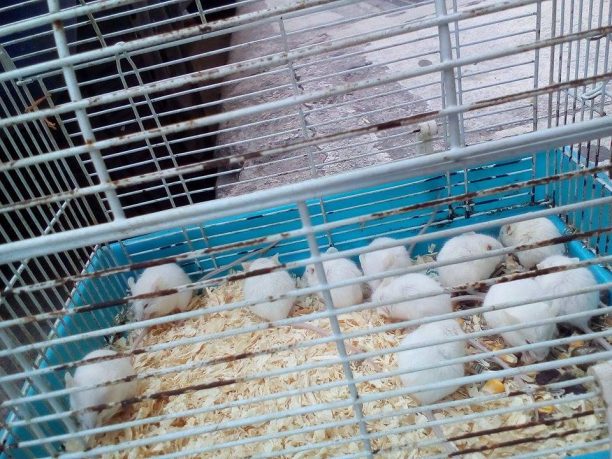 Βρήκαν στο Γαλάτσι πεταμένα στα σκουπίδια μέσα σε κλουβί ζωντανά 11 κατοικίδια ποντίκια