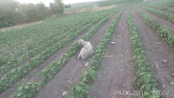 Έσωσαν το πρόβατο που βρήκαν άρρωστο, σκελετωμένο να το τρώνε τα σκουλήκια σε χωράφι κοντά στα Γιαννιτσά