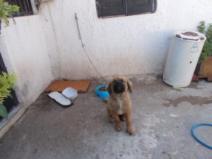 Σαλαμίνα: Συνελήφθη ο άνδρας που κακοποιούσε τον σκύλο του και επιτέθηκε στην αδερφή του επειδή υπερασπίστηκε το ζώο