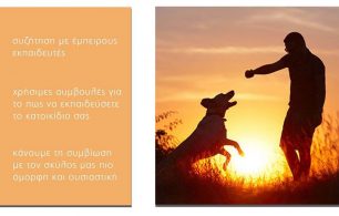 Δωρεάν εκπαιδευτικό σεμινάριο για την συνύπαρξη μας με τα κατοικίδια ζώα στην Ελευσίνα