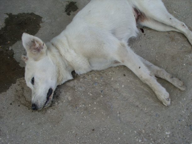 Σκύδρα Πέλλας: Έριξαν φόλες και δηλητηρίασαν σκυλιά ακόμα και μέσα στο περιφραγμένο καταφύγιο