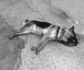 Πάτρα: Σκότωσε τον αδέσποτο σκύλο πυροβολώντας εξ επαφής στο κεφάλι 2 φορές γιατί «πείραξε» το Κανίς του