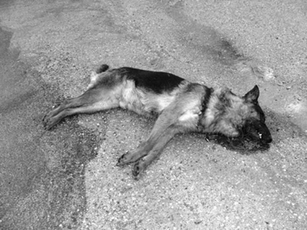 Πάτρα: Σκότωσε τον αδέσποτο σκύλο πυροβολώντας εξ επαφής στο κεφάλι 2 φορές γιατί «πείραξε» το Κανίς του