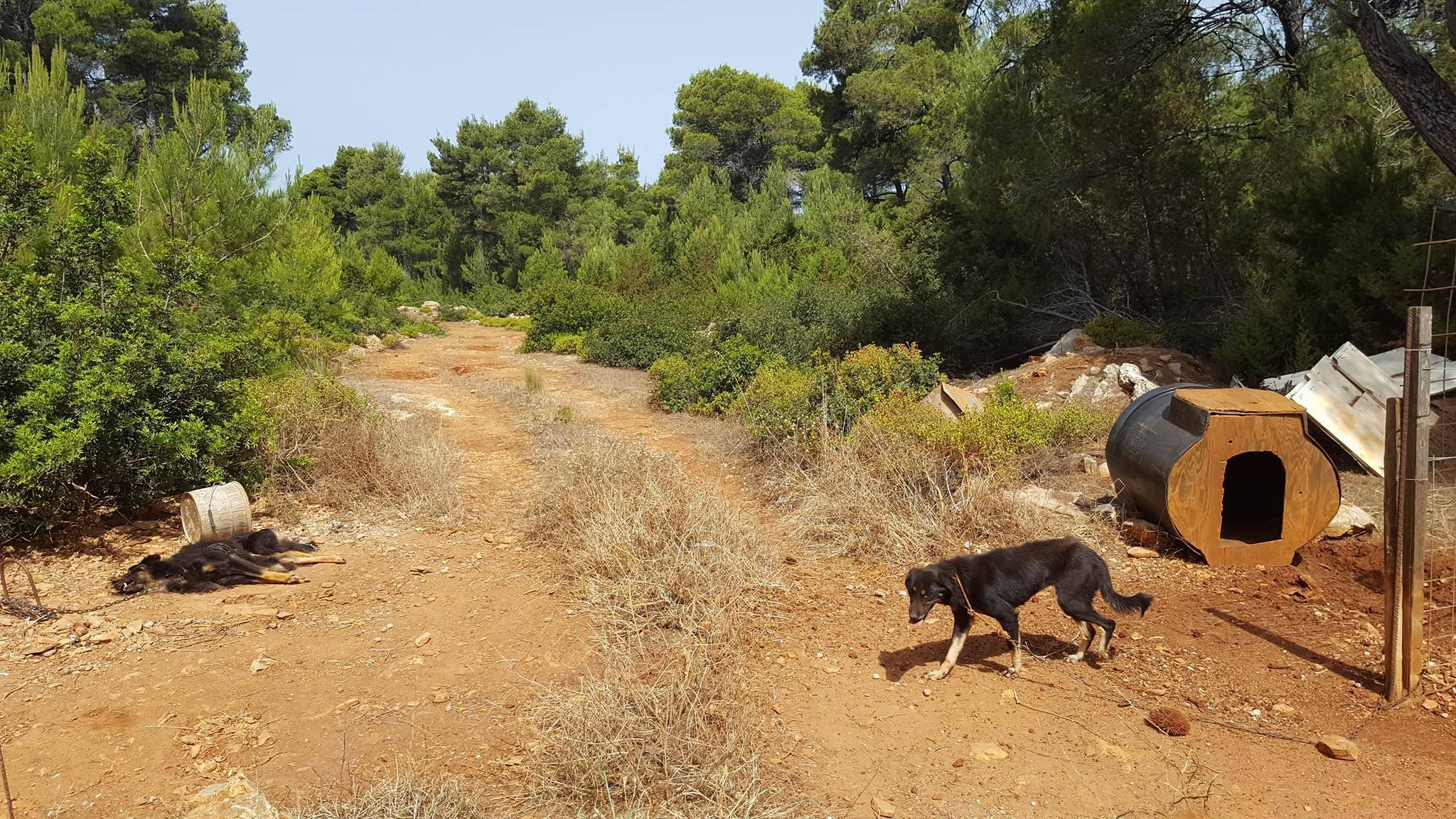 Π.Φ.Π.Ο.: «Σπαρμένο» με σκυλιά - σκιάχτρα το νησί της Σκύρου 14 SkyrosVareloskylo2016
