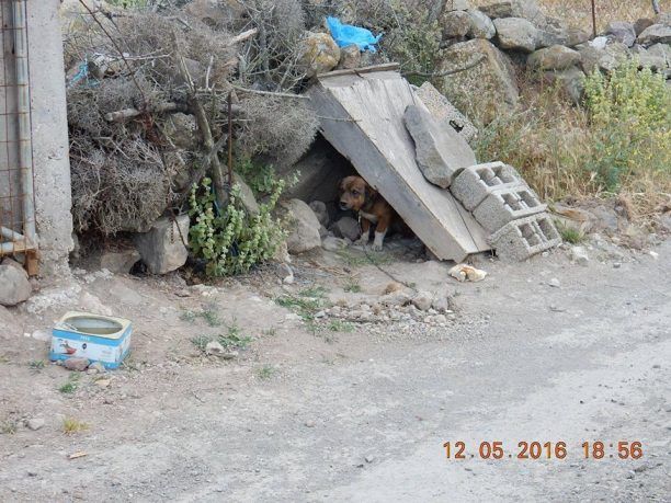 Πρόστιμα σε ιδιοκτήτη βαρελόσκυλων για την κακοποίηση των ζώων στην Άντισσα Λέσβου μετά τις καταγγελίες Ολλανδών