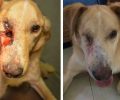 Υιοθέτησαν τον σκύλο που τυφλώθηκε μετά τον εξ επαφής πυροβολισμό στα Βίλια Αττικής