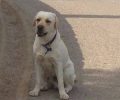 Χάθηκε λευκός αρσενικός σκύλος στην Εκάλη