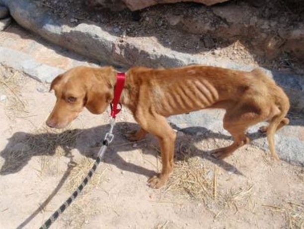 Τουρίστες βρήκαν τον σκελετωμένο σκύλο να αργοπεθαίνει στην Αίγινα…