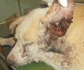 Έδεσαν με σύρμα και πετροβολούσαν τον άρρωστο αδέσποτο σκύλο στο Αλιβέρι Μαγνησίας