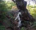 Βρήκαν τον σκύλο απαγχονισμένο σε δέντρο στην περιοχή Τσατάλι στον Αλμυρό Μαγνησίας