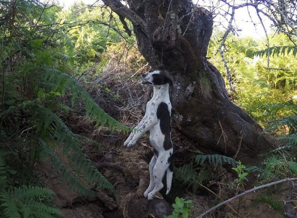 Βρήκαν τον σκύλο απαγχονισμένο σε δέντρο στην περιοχή Τσατάλι στον Αλμυρό Μαγνησίας