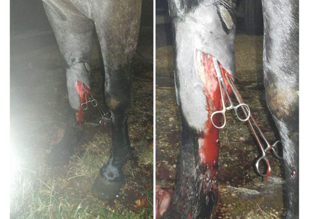 Φολόη Ηλείας: Επιτέθηκε στο άλογο του ξαδέρφου του και του έκοψε το πόδι με τσεκούρι!