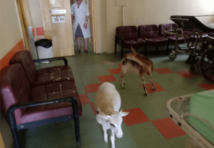 Μια κατσίκα και ένα πρόβατο βρήκαν δροσιά εντός του Γενικού Νοσοκομείου Αμαλιάδας
