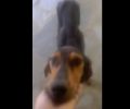 Έκκληση για την σωτηρία του σκελετωμένου αδέσποτου σκύλου που ζει στην Ασφάκα Ιωαννίνων