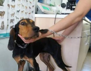 Νοιάστηκαν για τον σκελετωμένο σκύλο που περιφερόταν άρρωστος στην Ασφάκα Ιωαννίνων