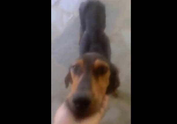 Έκκληση για την σωτηρία του σκελετωμένου αδέσποτου σκύλου που ζει στην Ασφάκα Ιωαννίνων