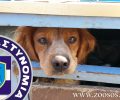 7.200 ευρώ σε πρόστιμα για βαρελόσκυλα στη Λέσβο