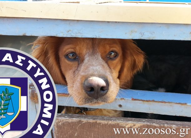 7.200 ευρώ σε πρόστιμα για βαρελόσκυλα στη Λέσβο