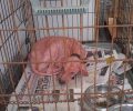 Μεταφέρθηκε σε κτηνιατρείο ο άρρωστος σκύλος που περιφερόταν στο Μπούρτζι Εύβοιας