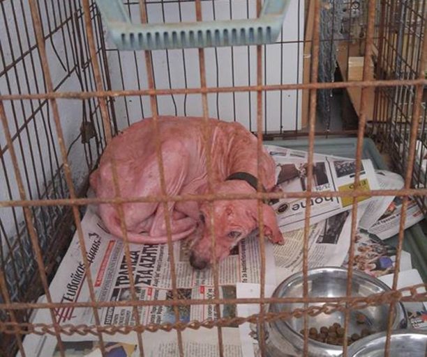 Μεταφέρθηκε σε κτηνιατρείο ο άρρωστος σκύλος που περιφερόταν στο Μπούρτζι Εύβοιας