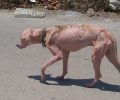 Έκκληση για τη σωτηρία του άρρωστου σκύλου που περιφέρεται στο Μπούρτζι Εύβοιας