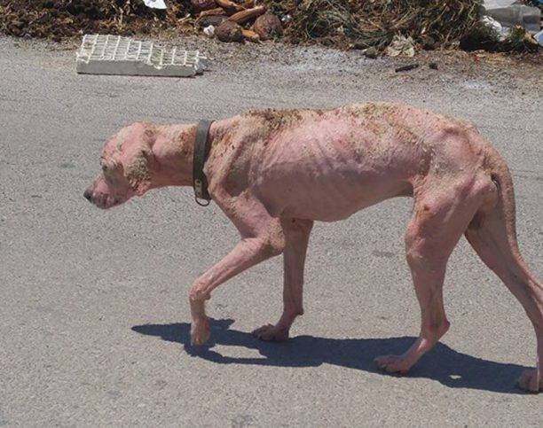 Έκκληση για τη σωτηρία του άρρωστου σκύλου που περιφέρεται στο Μπούρτζι Εύβοιας