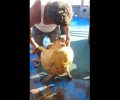 Ψαράς από την Κατερίνη κακοποιεί θαλάσσια χελώνα πάνω σε βάρκα και ανεβάζει το βίντεο στο facebook