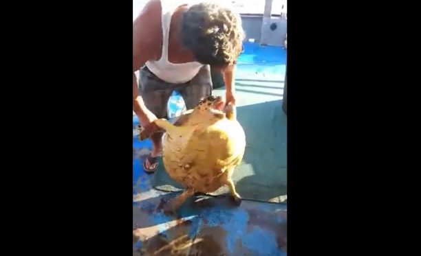 Ψαράς από την Κατερίνη κακοποιεί θαλάσσια χελώνα πάνω σε βάρκα και ανεβάζει το βίντεο στο facebook