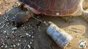 Έπνιξε θαλάσσια χελώνα caretta - caretta δένοντας στο πτερύγιο της μπουκάλι με τσιμέντο!