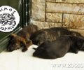 Οδηγίες για το πως να κλείσετε ραντεβού για την στείρωση αδέσποτου σκύλου στον Δήμο Αχαρνών