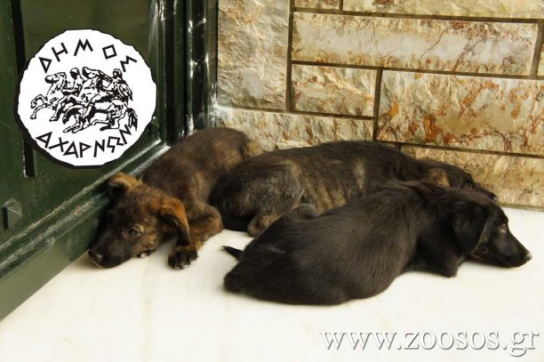 Οδηγίες για το πως να κλείσετε ραντεβού για την στείρωση αδέσποτου σκύλου στον Δήμο Αχαρνών