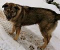 Χάθηκε αρσενικός σκύλος στα Μελίσσια της Αττικής