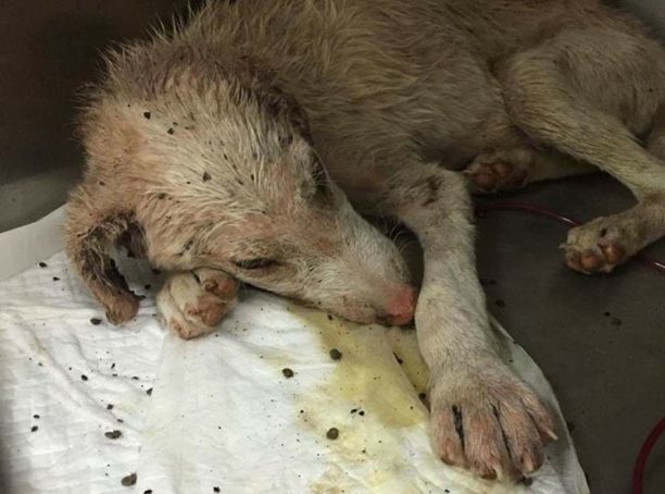 Παλεύει για τη ζωή του ο σκύλος που βρέθηκε με εκατοντάδες τσιμπούρια να τον απομυζούν στην Δροσιά Χαλκίδας