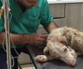 Πέθανε τελικά το αδέσποτο σκυλάκι που βρέθηκε εξαθλιωμένο γεμάτο τσιμπούρια στην Δροσιά Χαλκίδας