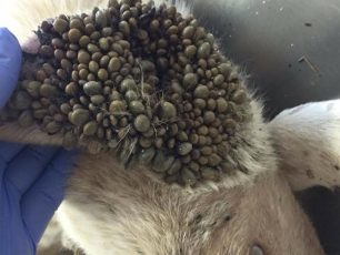 Αναζητούν αιμοδότη σκύλο για να σώσουν το αδέσποτο που βρέθηκε με εκατοντάδες τσιμπούρια στην Εύβοια