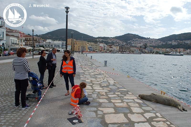 Όταν οι δημοσιογράφοι αντιμετωπίζουν μια φώκια ως «παιχνίδι» εκθέτουν το ζώο σε θανάσιμο κίνδυνο 2 FokitsaArgyro22-10-2015