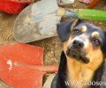 Στις 10-3-2017 η δίκη του άνδρα που σκότωσε σκύλο με φτυάρι στον Μαρκόπουλο Ωρωπού
