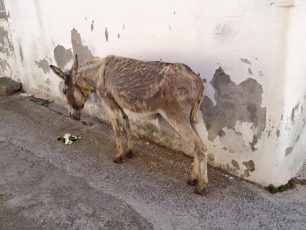 Έκκληση για να βρεθεί τρέιλερ για τον γάιδαρο που εγκαταλείφθηκε στην Λήμνο ώστε να μεταφερθεί στον Ε.Σ.Π.Ι.