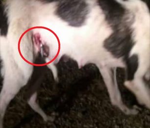 Θεσσαλονίκη: Βρήκαν αδέσποτο σκύλο μ’ έναν ορειβατικό γάντζο καρφωμένο στην κοιλιά του στο Σέιχ Σου