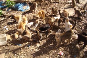 Η GAWF/Animal Action στείρωσε 240 αδέσποτες γάτες στο κέντρο της Αθήνας