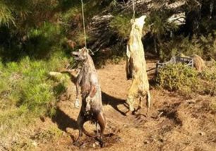 Βρήκε δύο σκυλιά νεκρά, κρεμασμένα σε δέντρο στην Κάρπαθο